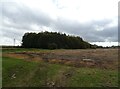 Stubble field and woodland in NR25 7AS