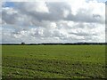Crop field off Holt Road in NR24 2NX
