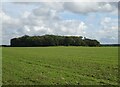 Crop field towards Bullfer Grove woodland in NR24 2NX