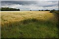 Barley field near Tattershall in Tattershall