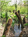 Priory Gardens - tree ferns in NR26 8TR