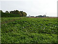Field of sugar beet at Milking Nook in PE6 7QF