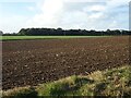 Field towards woodland in NR11 8SB