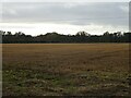 Stubble field off Hall Road in NR12 8XU