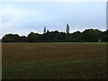 Field and woodland, Irstead in NR12 8XS