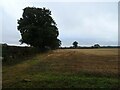 Stubble field and hedgerow in NR12 8BL