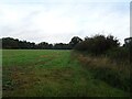 Crop field and hedgerow, Neatishead in NR12 8XN