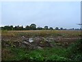 Stubble field, Crowgate Street in NR12 8RE
