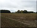 Field near Hazel Plantation in NR12 8BH