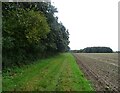 Track heading south beside Hazel Plantation in NR12 8BH