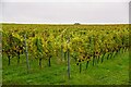 Corston : Vineyard in BA2 9HB