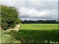 Crop field beside Stalham Road in Brumstead