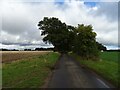 Old Barn Road heading north towards Brunstead Grange in NR12 9HB