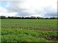 Crop field off Old Barn Road in NR12 9HB