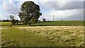 Field with tree west of Earby on extension of Hilltop Lane in BB18 6GF