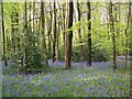 Bluebell woods near Whitehouse Farm in SP5 3RR