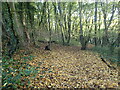 Path through Taddington Wood in ME5 9HE
