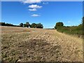 Fields west of Green Lane in RG25 2QR