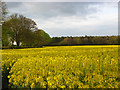 Oil-seed rape, Shiplake in RG9 4DP