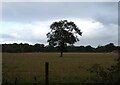 Oak tree in field, Heydon in NR11 6RH