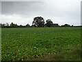Crop field, Guestwick in NR20 5QN