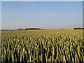 Wheat near Bishops Court Dairy in DT11 9LB