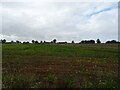 Crop field off Twyford Road in NR20 5AX