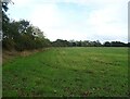 Hedgerow and crop field in Themelthorpe