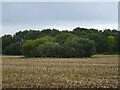 Copse in stubble field in NR20 5PT
