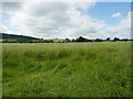 Grass field near Eckington in WR10 3DH