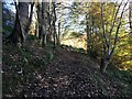Path in Benarty Wood in KY5 8QB