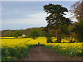 Oil-seed rape, Wargrave in RG10 8PU