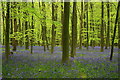 Bluebells and beech leaves, Brick Kiln Copse in RG25 2LB
