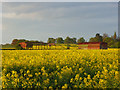 Oil-seed rape and barns, Wargrave in RG10 8PU