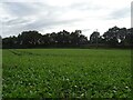 Crop field towards the Bure Valley Railway in NR12 8UU