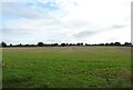 Field south of Hand Lane  in NR12 8QR