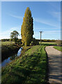 Poplars and byway by Alconbury Brook in PE28 4BF