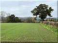 Field of newly-planted crops in SY10 8QT