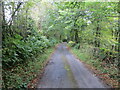 Woodland and wall enclosed minor road near Duncow Mill in DG1 1TB
