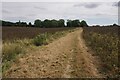 Footpath to Green Tye in Much Hadham