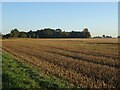 Stubble field towards Lodge Farm in IP22 2AW