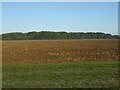 Field towards Lopham Grove woodland in IP22 2FB