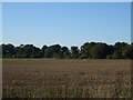 Field towards West Harling Belt woodland in IP24 2RY