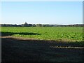 Crop field, Riddlesworth Park in IP22 2SZ
