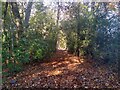 Path through dense woodland in DD2 3SQ