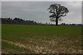 Tree on farmland, Hawarden in CH5 3NZ