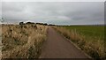 Cycle Path leading to East Haven in DD7 6JP