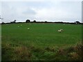 Hillside grazing near Hollyseat Farm in Shottle and Postern