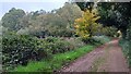 Bridleway near Breamore House in SP6 2DF