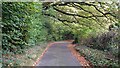 Wooded lane near Whitsbury Common in SP6 3PU
